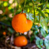Citrus sinensis ส้ม