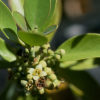 Santalum paniculatum น้ำมันหอมระเหยไม้จันท์หอมฮาวาย