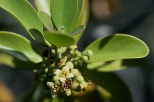 ไม้จันท์หอมฮาวาย Santalum paniculatum
